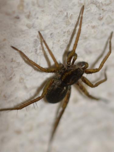 Pardosa sp.